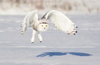 230 - SNOWY OWL SEARCH - KWAN PHILLIP - canada